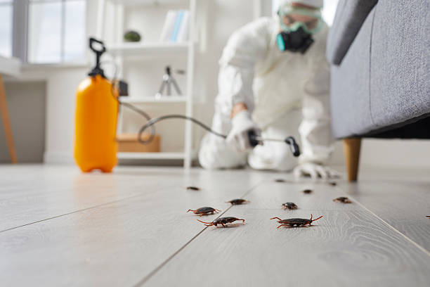 Commercial Kitchen Cockroach Control in Lawrence